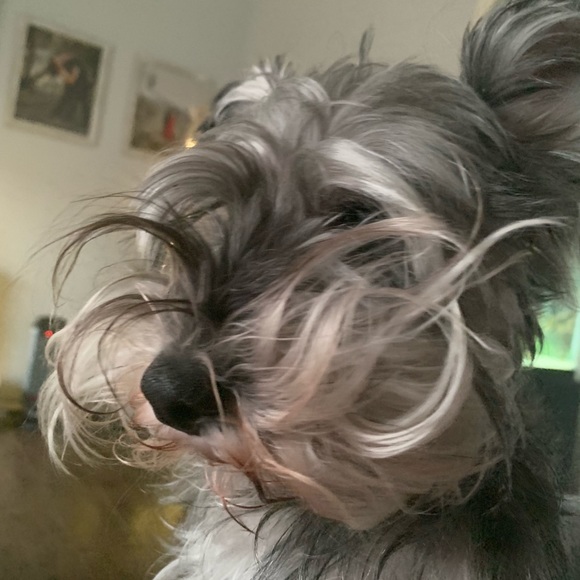 Meet your Posher, Gina - Picture 1 of 1